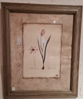 Bild Tulpe 48x59cm 69.00